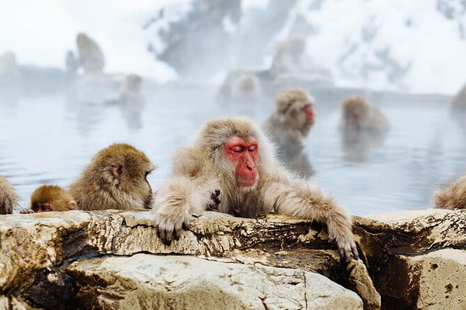 Private Roundtrip Transport: To/From Snow Monkey Park - Inclusions