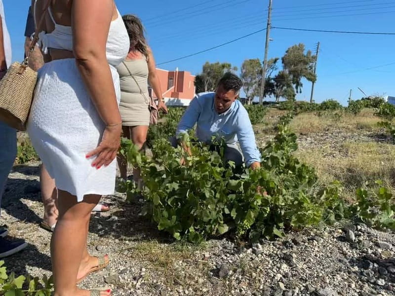 Private Santorini Wine Journey: 2 Top Wineries & Local Lunch - Key points / Takeaways