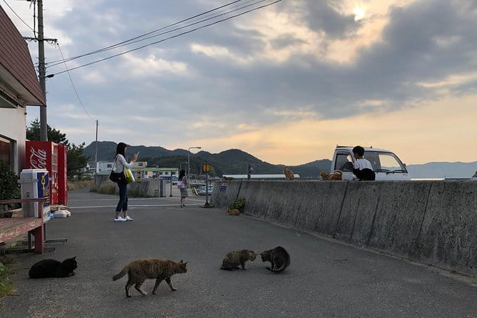Private Scenic Cycling in Teshima Island Includes Teshima Museum - Tips for an Enjoyable Cycling Adventure