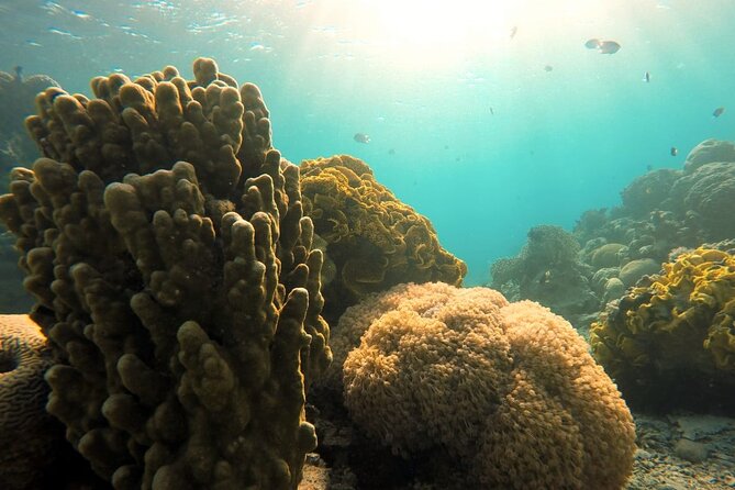 Private Scuba Diving Adventure in the Red Sea of Aqaba - Safety and Equipment