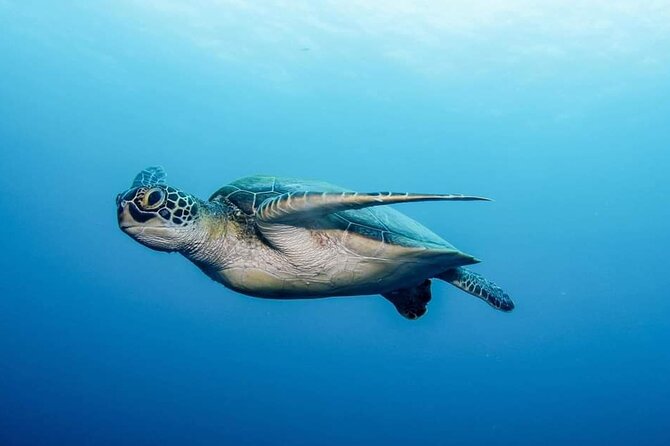 Private Scubadiving With Professional Instructor, Photos Included - Underwater Exploration