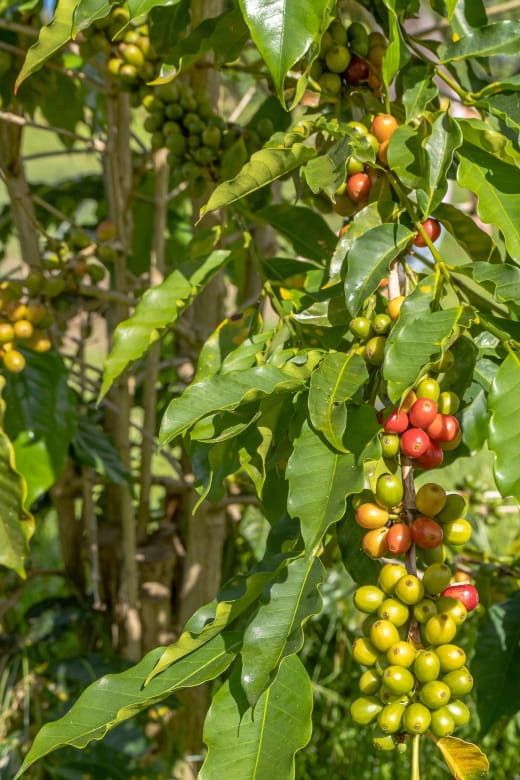 Private Shore Excursion Kona Coffee & National Historic Park - Cancellation Policy