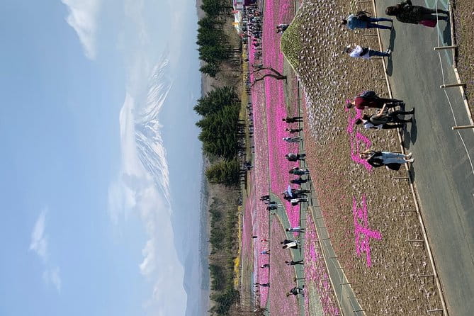 Private Sightseeing to Mt Fuji and Hakone GREEN NUMBER PLATES - Traveler Reviews and Experiences