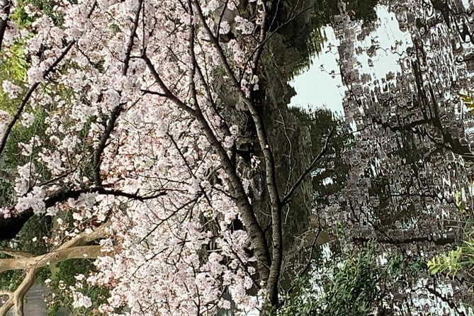 Private Sightseeing to Mt Fuji and Hakone GREEN NUMBER PLATES - Tour Highlights and Inclusions