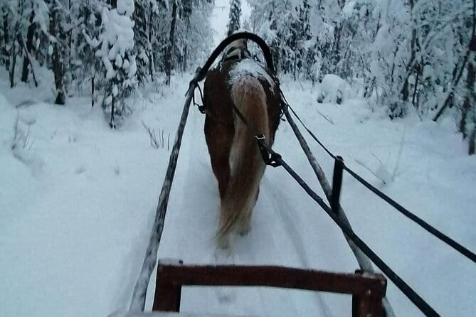 Private Sleigh Ride with Finnhorse - Discover the Charm of a Private Finnhorse Sleigh Ride in Rovaniemi