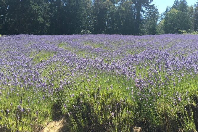 Private Small Group Transportation Cowichan Valley Wineries - Pickup Information