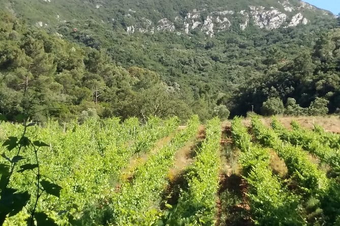 Private Special Tour Around Lisbon and Wine Tasting - Final Thoughts