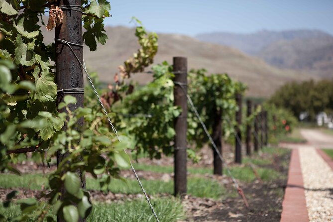 Private Stellenbosch, Franschhoek and Paarl Wine Tour - Reviews