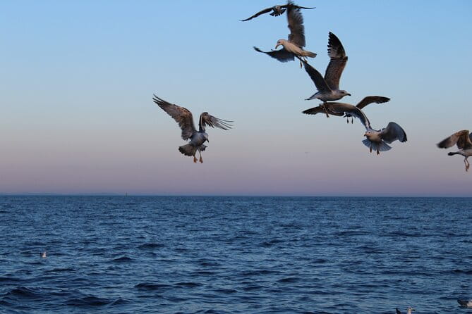 Private Sunset Dolphin Excursion with Dinner and Animation - Key Points / Takeaways