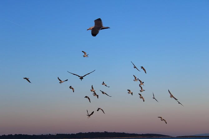 Private Sunset Dolphin Excursion with Dinner and Animation - FAQs