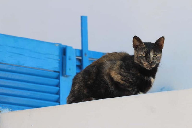 Private: Taste of Mykonos: Panoramic Views & Local Delights - Key points / Takeaways