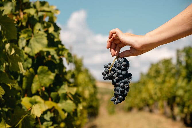 Private Tasting Expedition Along Romanias Most Famous Wine Route - The Tasting Experience: Savoring Authentic Wines