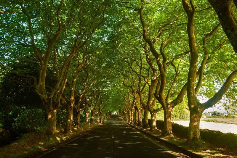 Private Terceira Island Caves: Lava Route - entrances & wine - The Sum Up: Why This Tour Is a Solid Choice
