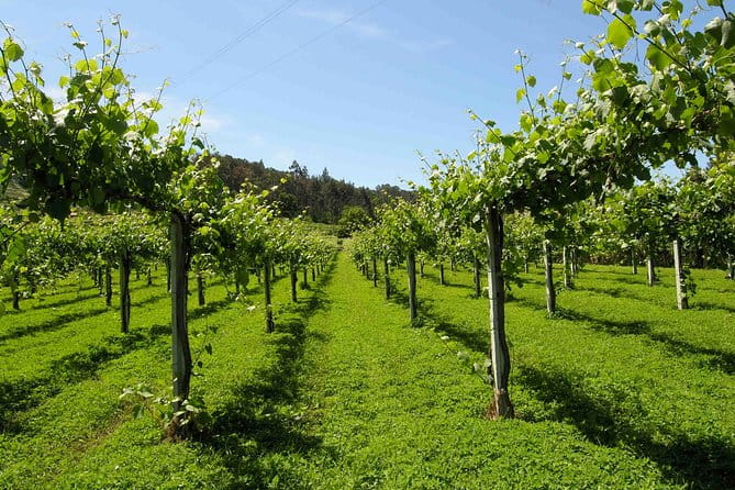 Private Tour Alvarinho (Melgaço and Monção) includes 3 wine tastings - An Authentic Day Exploring Portugal’s Alvarinho Region