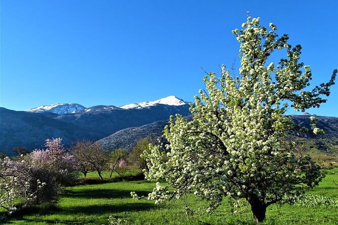Private Tour-Authentic Villages of Lasithi Olive Oil and Wine - Final Thoughts