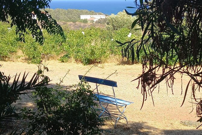 Private Tour: Discover the Secret World of Olives in Afantou - Key Points / Takeaways