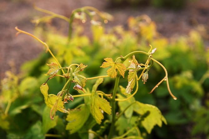 Private Tour: Exploring Chania and its Villages - Discovering the Best of Crete’s Villages and Lake Kournas