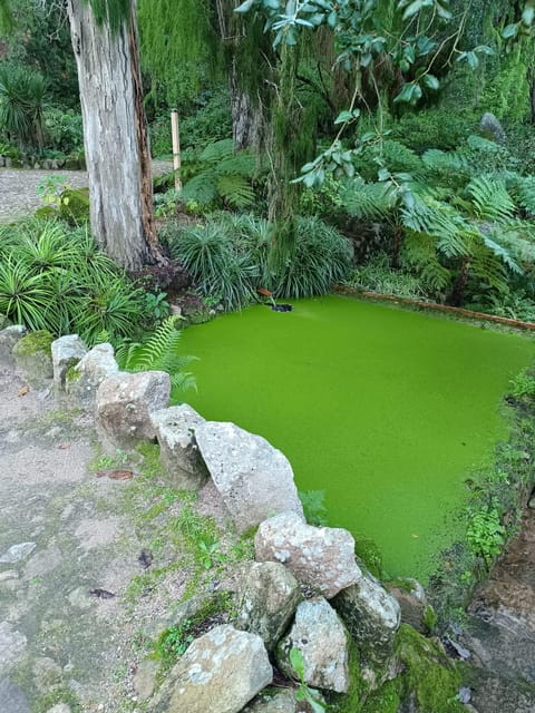 Private tour from Lisbon to Sintra, Pena palace, Regaleira - Frequently Asked Questions