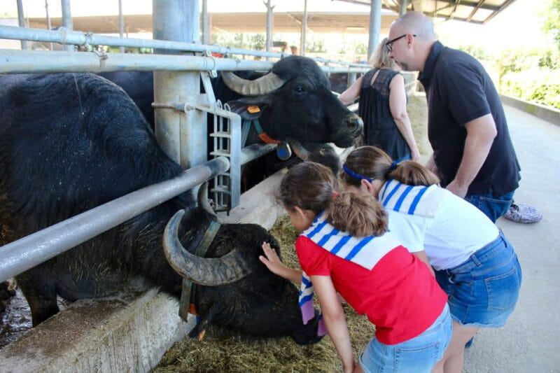 Private Tour from Naples to the Greek Temples of Paestum - Key Points / Takeaways