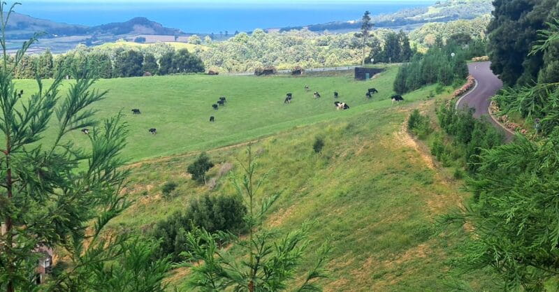 Private Tour Full Day Sete Cidades and Lagoa do Fogo - Learning about Local Agriculture: Pineapples and More