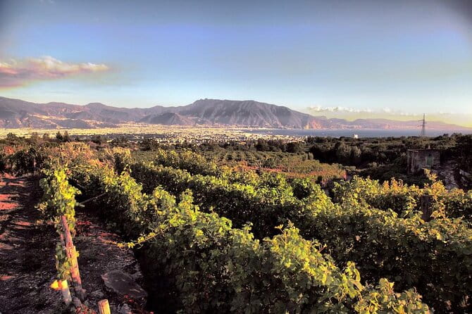 Private Tour in Pompeii Ruins and Pompeii City Center Winery - Scenic Drive to Boscotrecase and the Vesuvius Vineyard