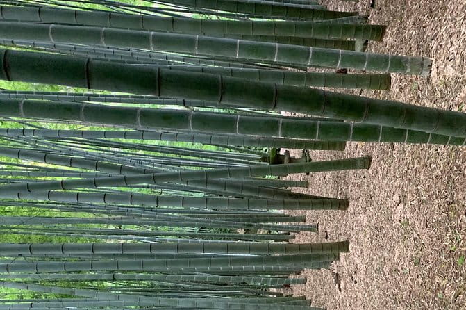 Private Tour Kamakura and Enoshima With Guide and Photographer - Meeting and Pickup Details