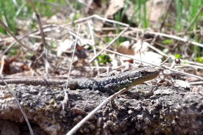 Private Tour: Khor Virap, Areni, Noravank, Jermuk - FAQ