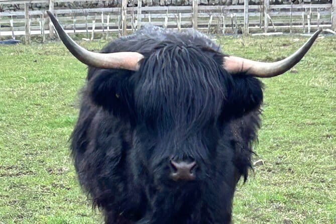Private Tour Loch Lomond Stirling and the Kelpies from Glasgow - In-Depth Look at the Tour