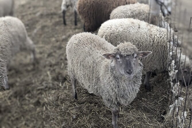 Private Tour Meet the Sheep of Aso and Pick Aso Strawberries - Visiting the Sheep