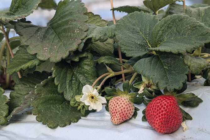 Private Tour Meet the Sheep of Aso and Pick Aso Strawberries - Aso Strawberry Picking