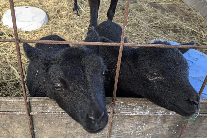 Private Tour Meet the Sheep of Aso and Pick Aso Strawberries - Accessibility and Participation
