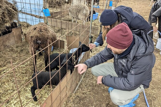 Private Tour Meet the Sheep of Aso and Pick Aso Strawberries - Booking Information