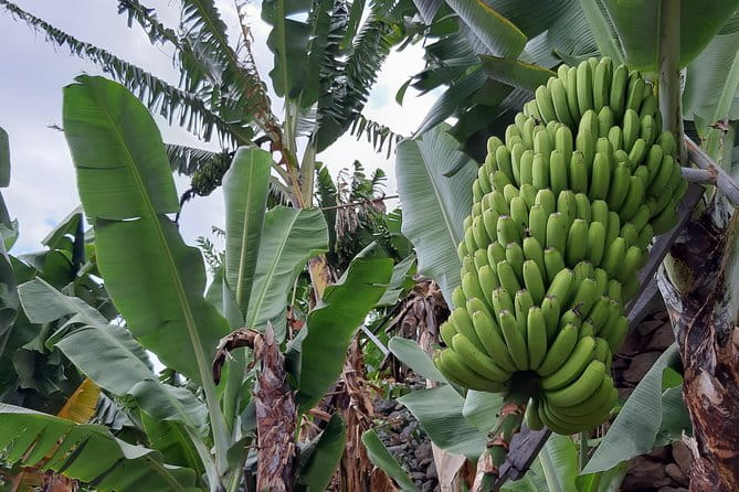 Private Tour of Banana Farm from Funchal - Key points / Takeaways