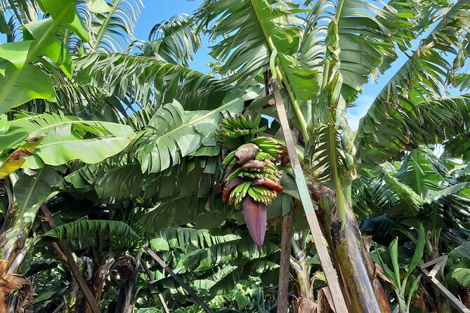 Private Tour of Banana Farm from Funchal - The Real Flavor of Madeira: A Detailed Look at the Tour