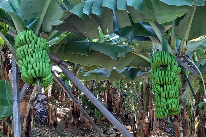 Private Tour of Banana Farm from Funchal - FAQ