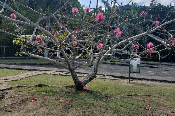 Private Tour of Dunns River Falls From Montego Bay Resorts - Pickup and Drop-off