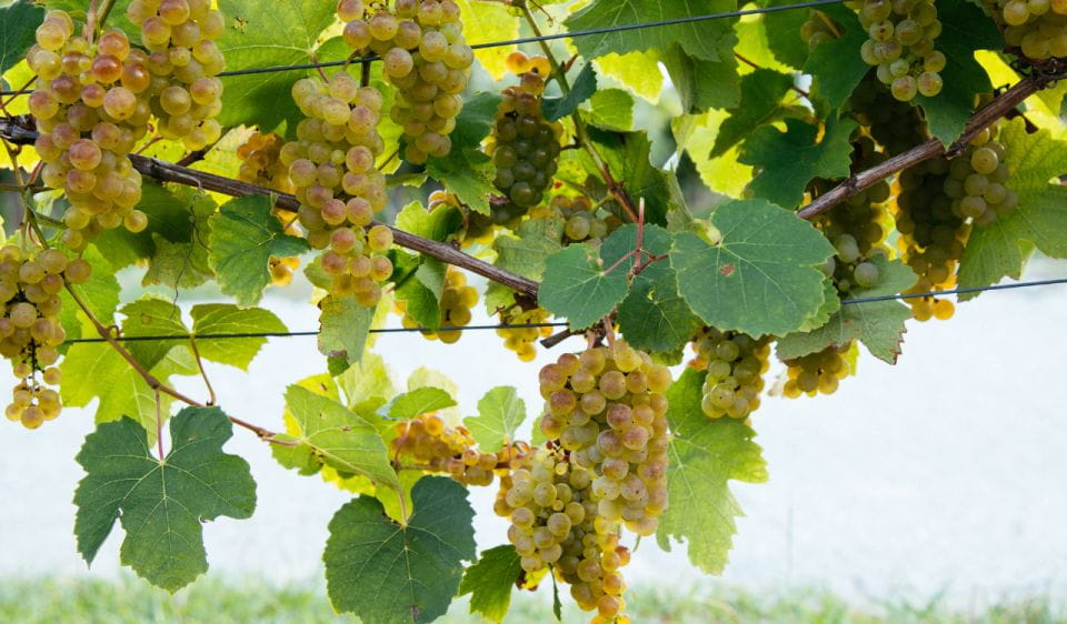 Private Tour of San Sebastian and Getaria With Txakoli Tasting - Visit Local Winery