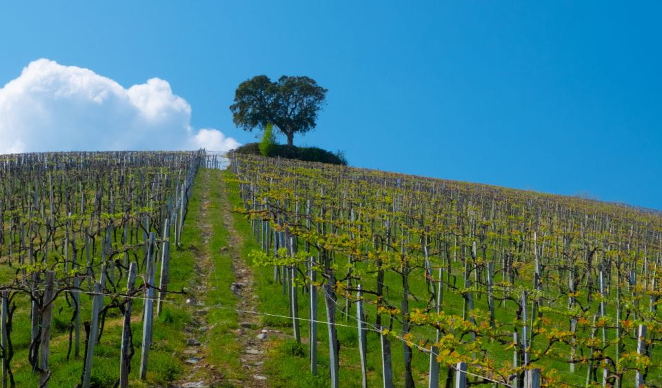 Private Tour of San Sebastian and Getaria With Txakoli Tasting - Tour Txakoli Winery