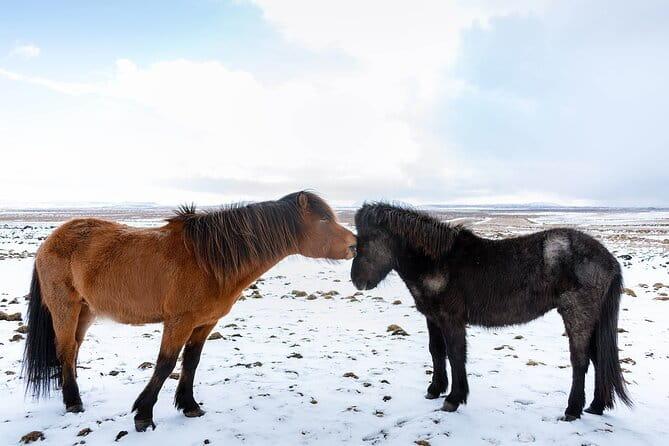 Private Tour Of The Golden Circle With Farm Visits In Iceland - Pricing and Value