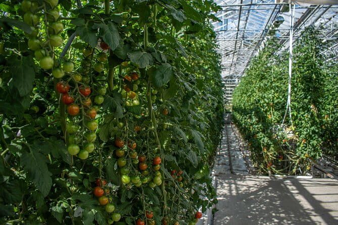 Private Tour Of The Golden Circle With Farm Visits In Iceland - Who Is This Tour Best For?