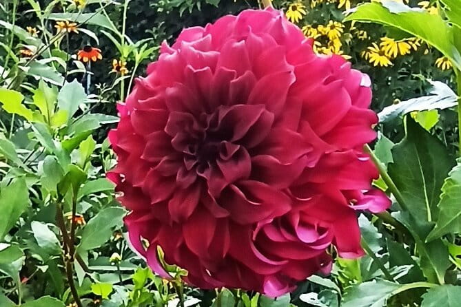 Private tour of the Monet House in Giverny from Paris or Rouen - The Sum Up