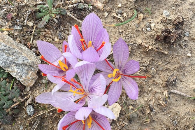 Private Tour on Paros Island - Visiting Paros Islands Marinas