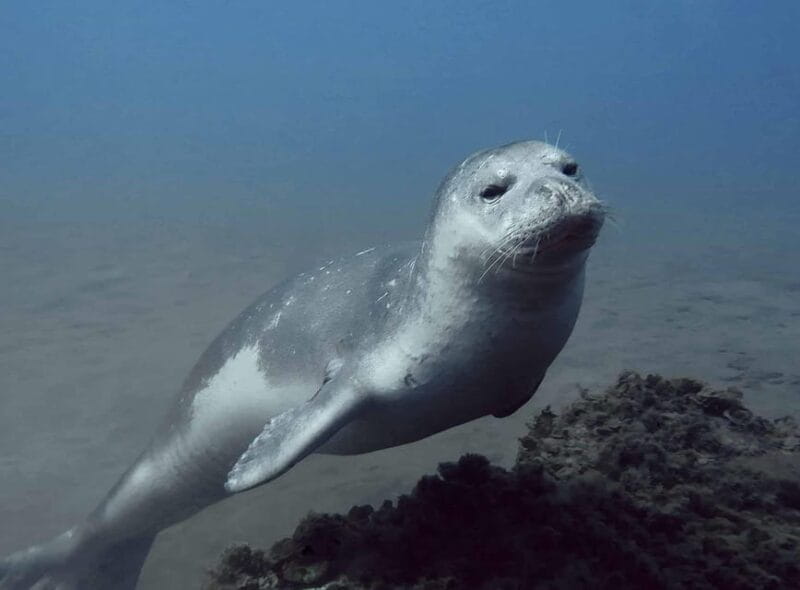 Private tour | Ponta de São Lourenço (Scuba & Snorkeling) - Key points / Takeaways