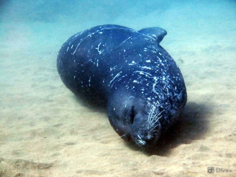 Private tour | Ponta de São Lourenço (Scuba & Snorkeling) - FAQs