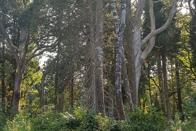 Private Tour: Ring of Beara from Kenmare. - Price and Value Analysis