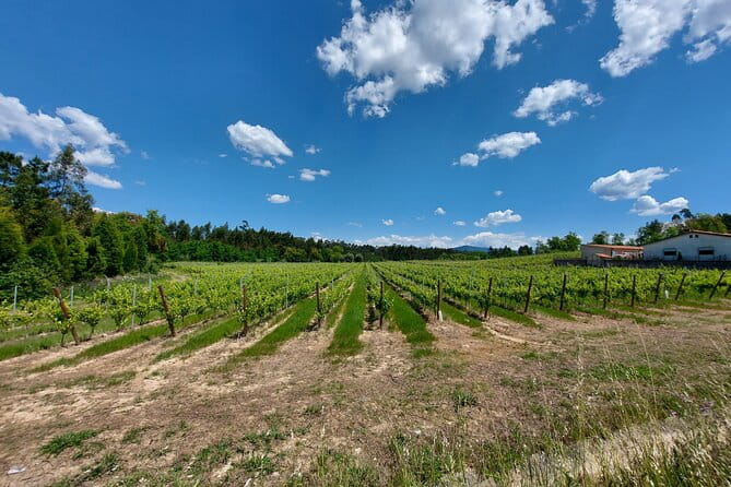 Private Tour to Aveiro, to the Sparkling Wine Cellars and Piglet Tasting - Value and Who Will Love This Tour