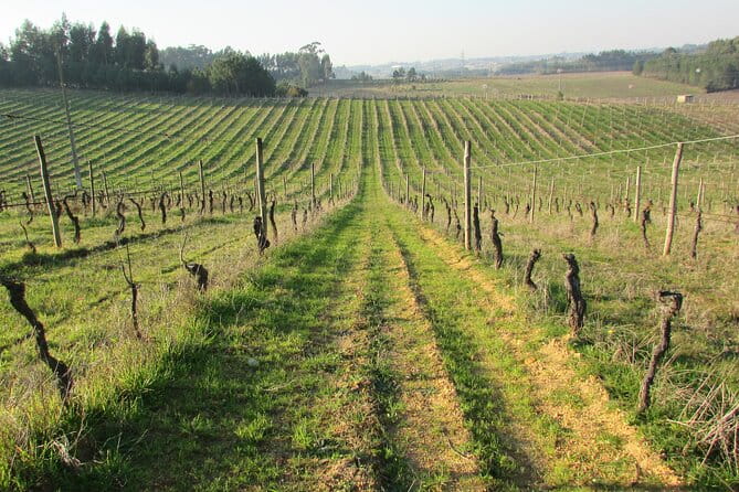 Private Tour to Aveiro, to the Sparkling Wine Cellars and Piglet Tasting - The Sum Up