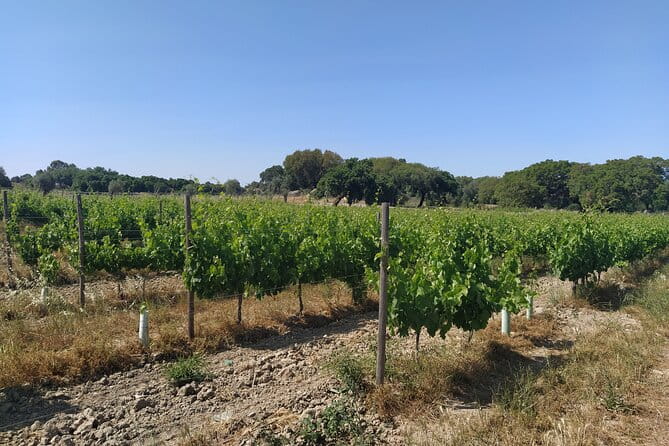 Private Tour to Évora with Wine tasting - FAQ