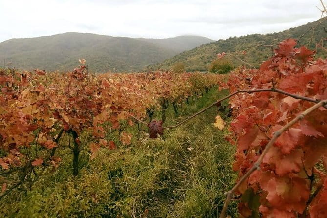 Private Tour to Mtskheta and Georgian Wine Tasting from Tbilisi - FAQ