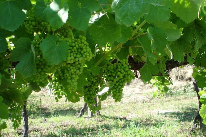 Private tour to Ponte de Lima, Vinho Verde region - Key Points/Takeaways